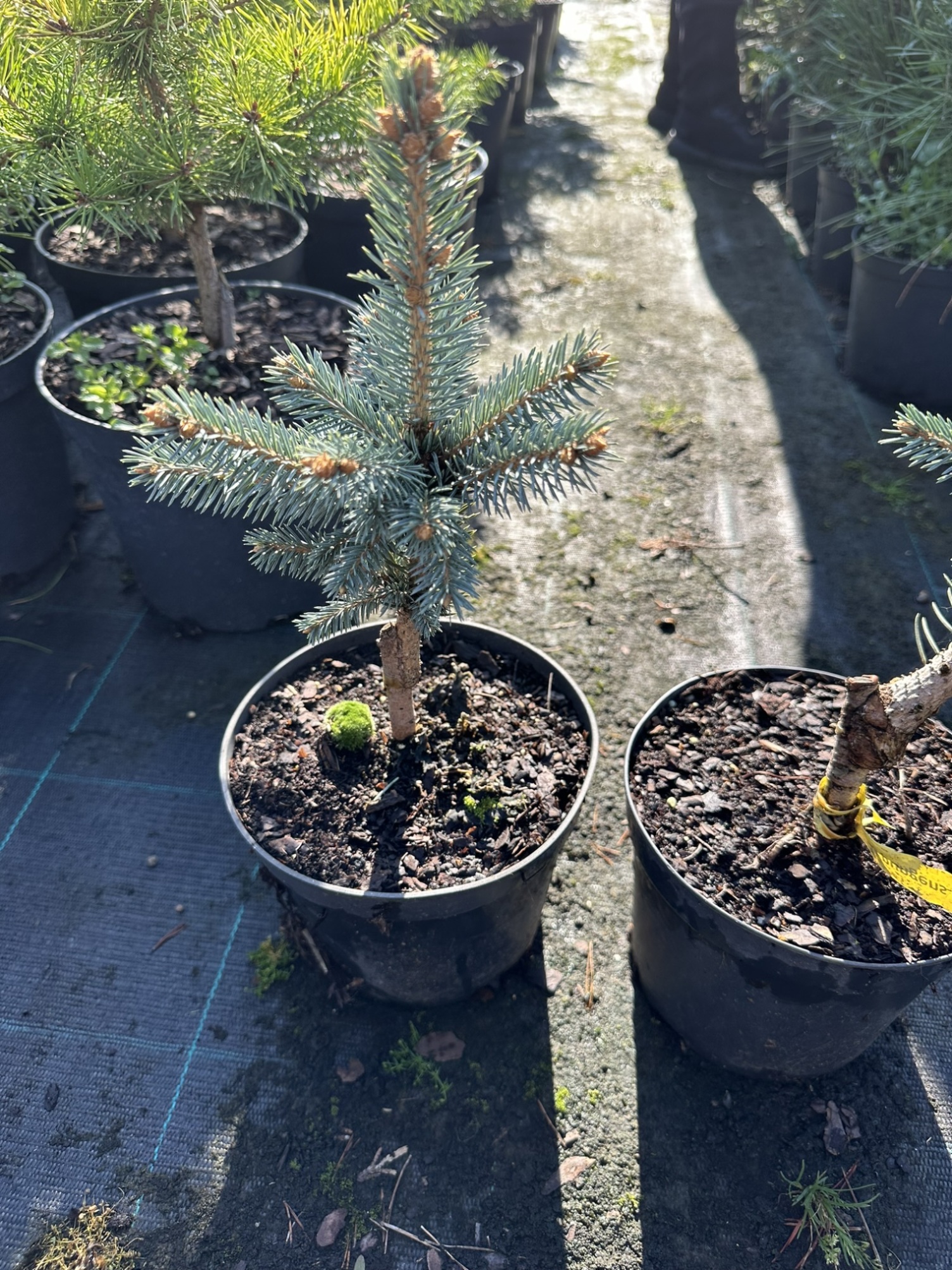 Ель колючая Фэт Альберт